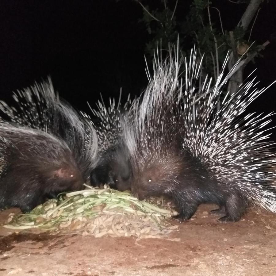Porcupine Camp Kamanjab Hotell Eksteriør bilde